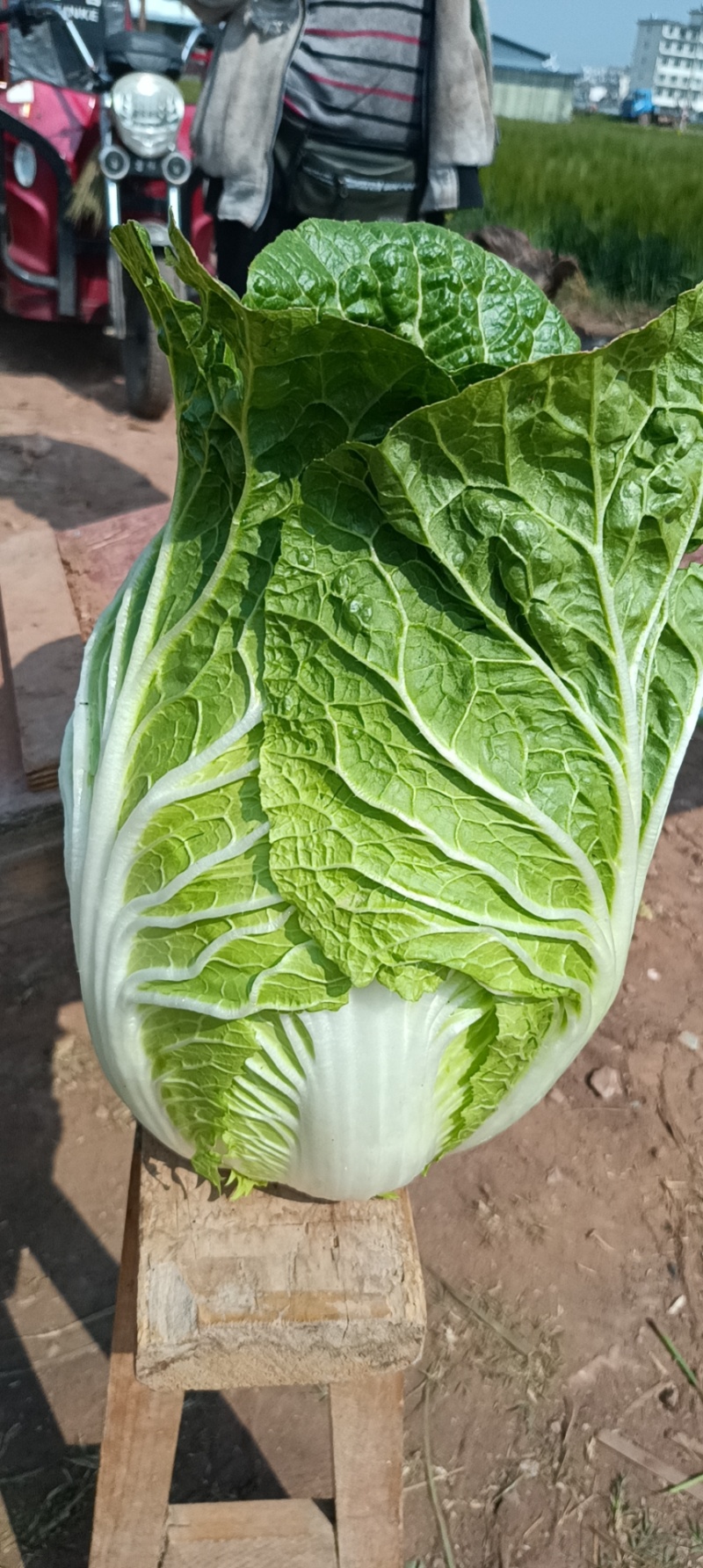 自家农田里种植大白菜