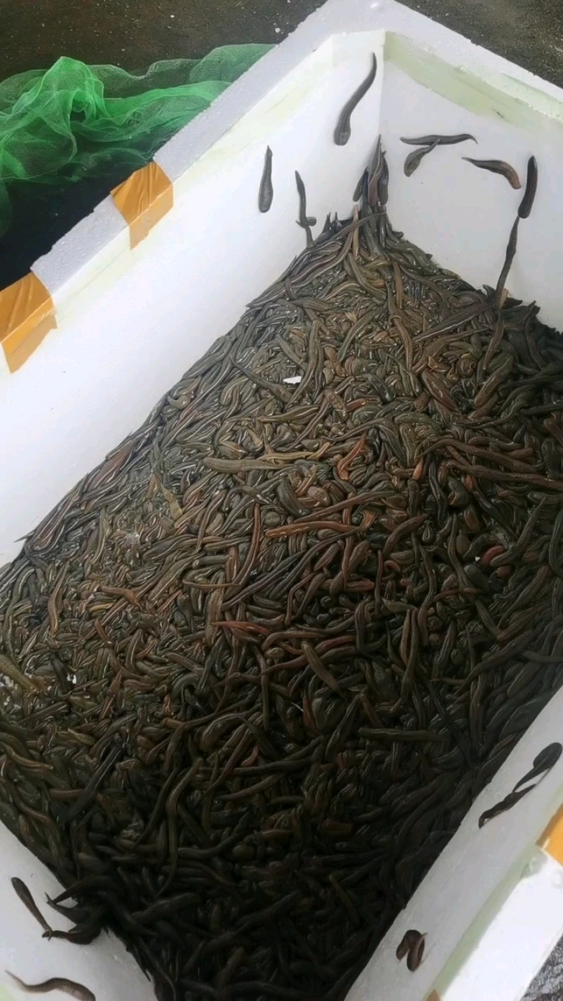 【种蛭】苏南25年特大水蛭产茧率99%产地直供电联优惠