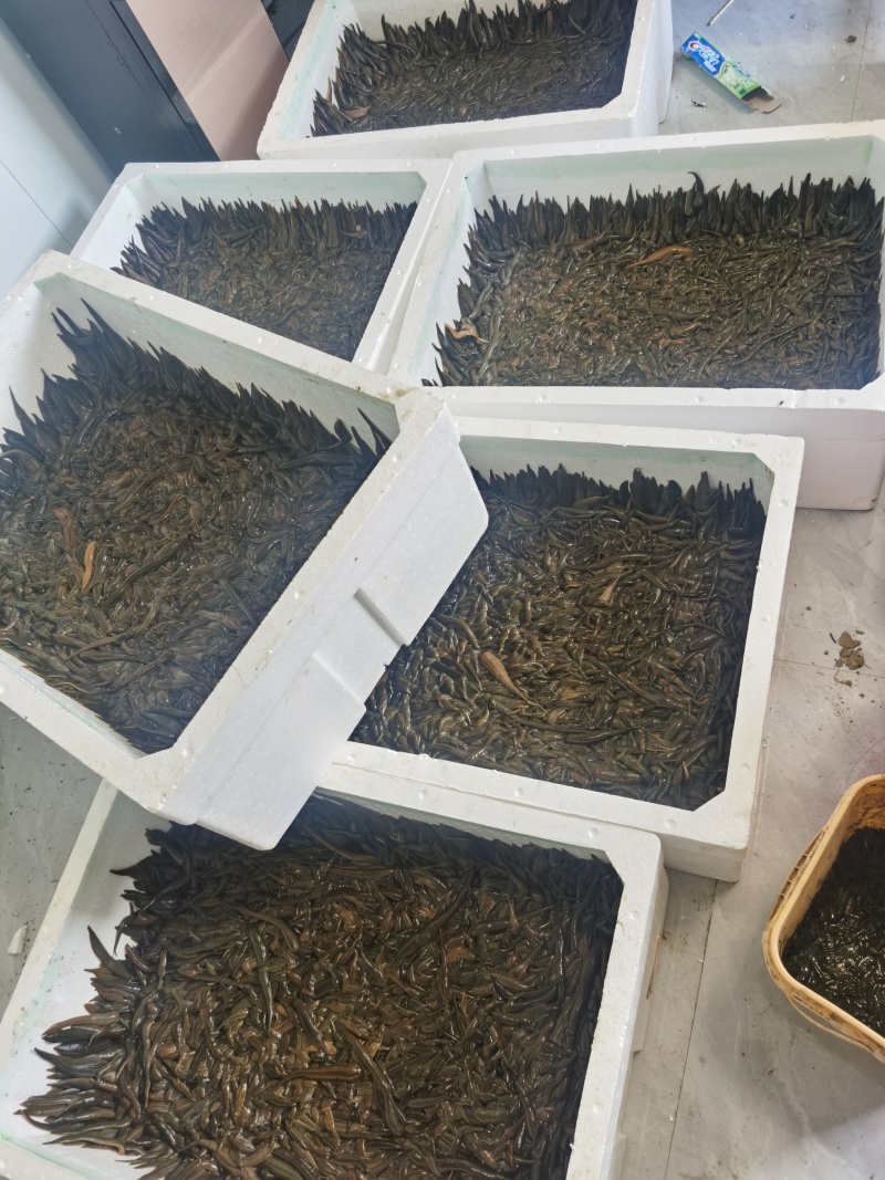 【种蛭】苏南25年特大水蛭产茧率99%产地直供电联优惠