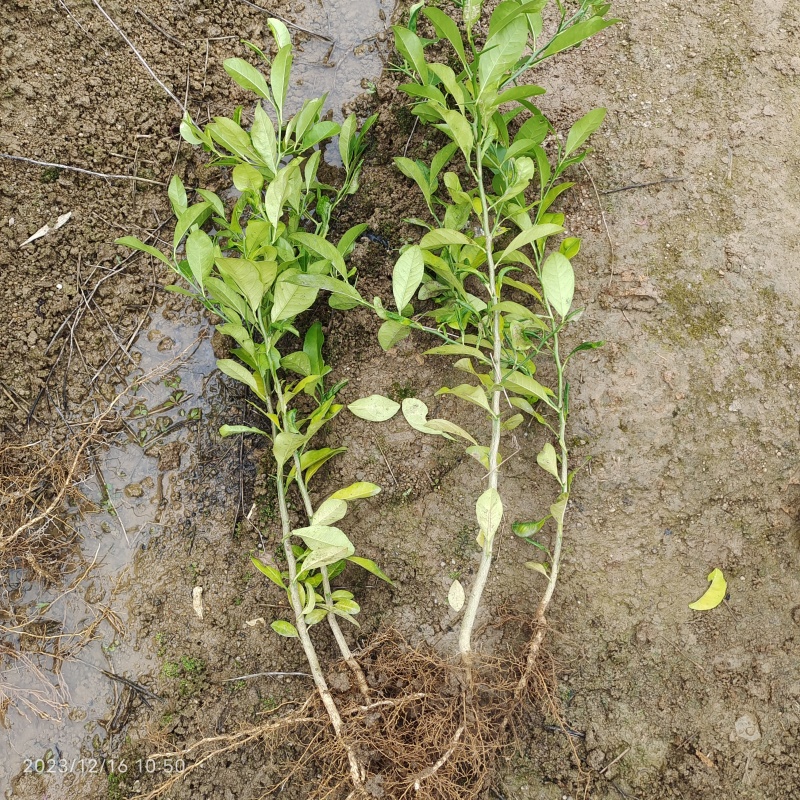 红柠檬苗土柠檬苗小叶土柠檬奶苗嫁接枮木全国快递包邮