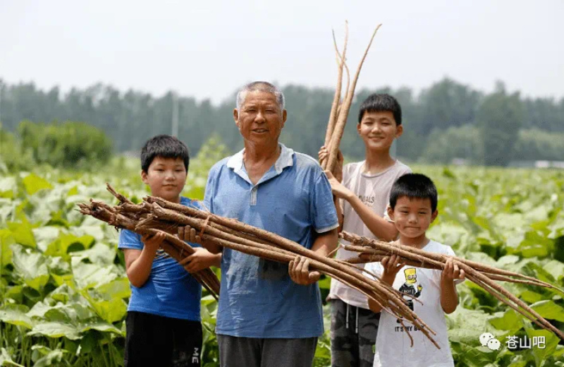 黄金牛蒡大量上市基地供货有出口基地备案有出口资质