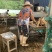 黄金牛蒡大量上市基地供货有出口基地备案有出口资质