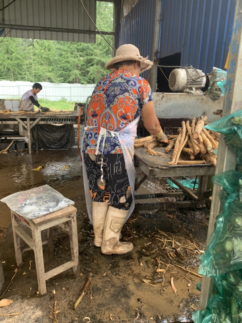 黄金牛蒡大量上市基地供货有出口基地备案有出口资质