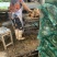 黄金牛蒡大量上市基地供货有出口基地备案有出口资质