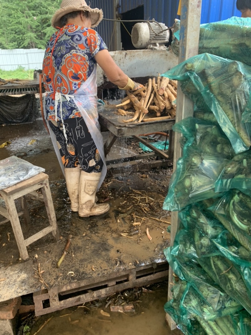 黄金牛蒡大量上市基地供货有出口基地备案有出口资质
