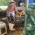 黄金牛蒡大量上市基地供货有出口基地备案有出口资质