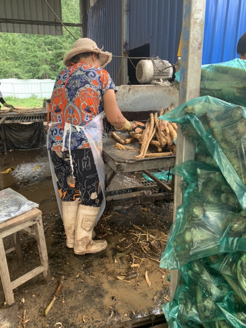 黄金牛蒡大量上市基地供货有出口基地备案有出口资质