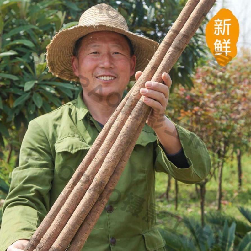 黄金牛蒡大量上市基地供货有出口基地备案有出口资质