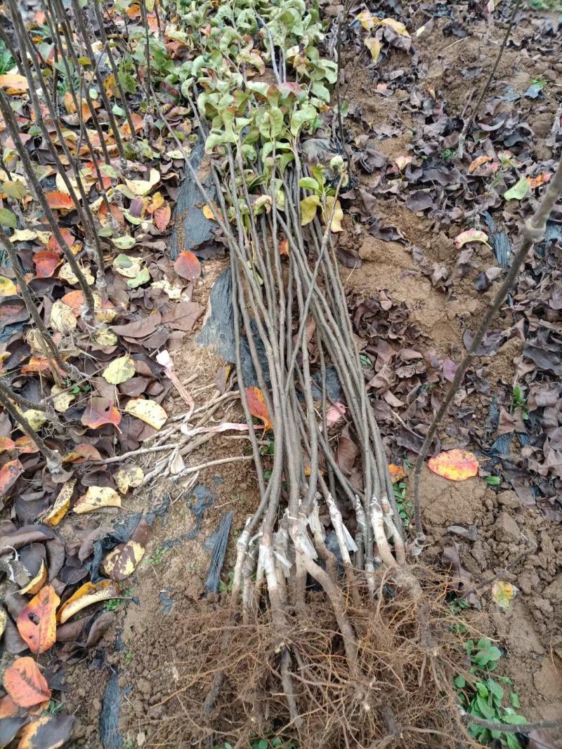梨树苗秋月梨树苗山农酥苗可实地考察晚秋黄梨