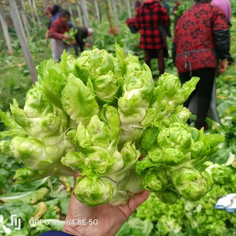 精品儿菜，大量上市