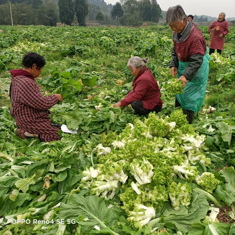 精品儿菜，大量上市