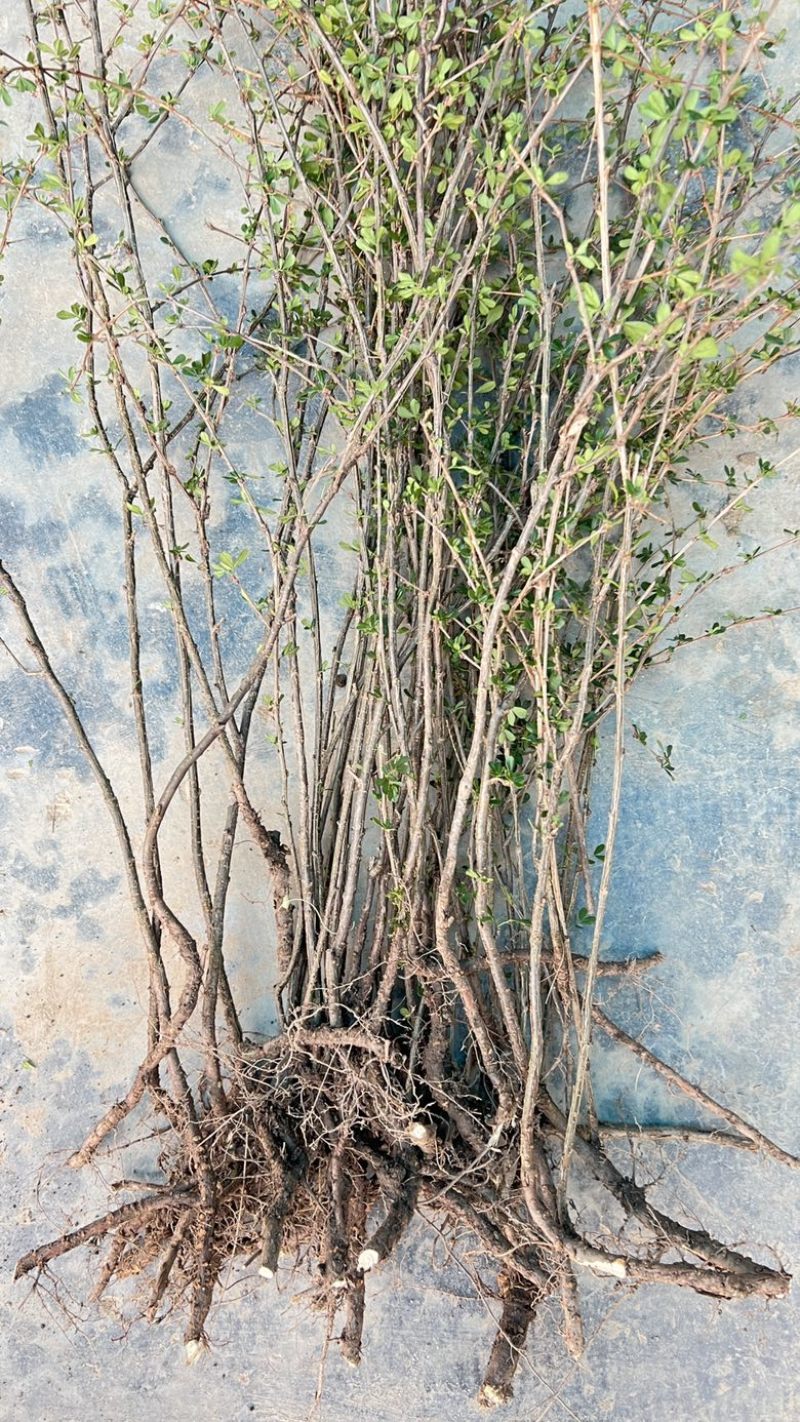 金雀花苗