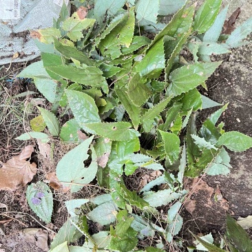 淫羊藿苗
