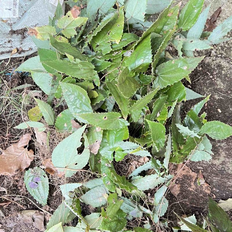 淫羊藿苗