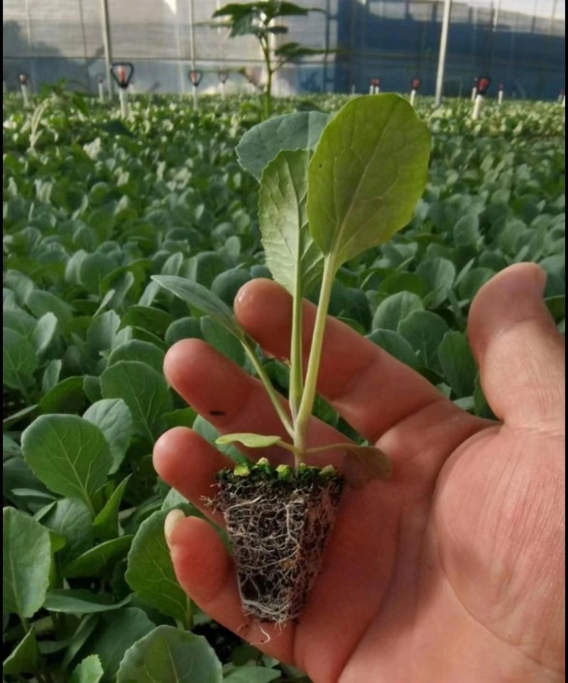 专业培育各种辣椒种苗和蔬菜种苗，注册商标质量保障
