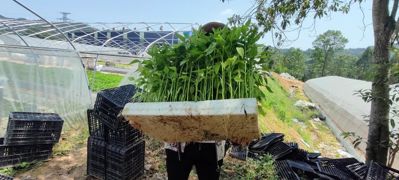 专业培育各种辣椒种苗和蔬菜种苗，注册商标质量保障