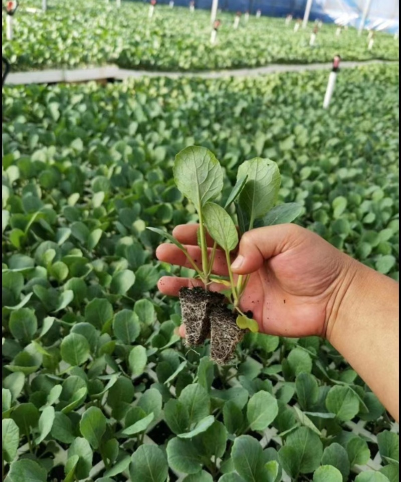 专业培育各种辣椒种苗和蔬菜种苗，注册商标质量保障