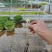 专业培育各种辣椒种苗和蔬菜种苗，注册商标质量保障