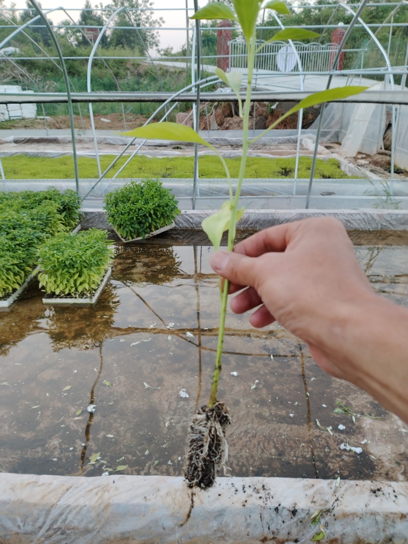 专业培育各种辣椒种苗和蔬菜种苗，注册商标质量保障