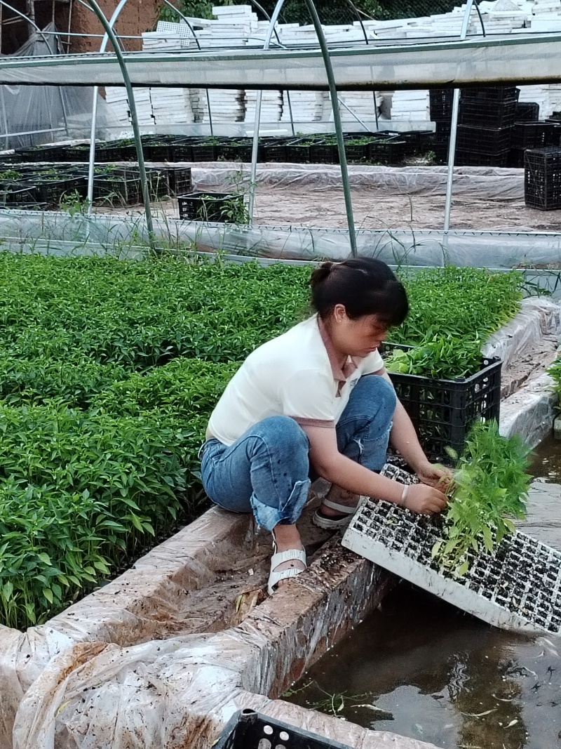 专业培育各种辣椒种苗和蔬菜种苗，注册商标质量保障
