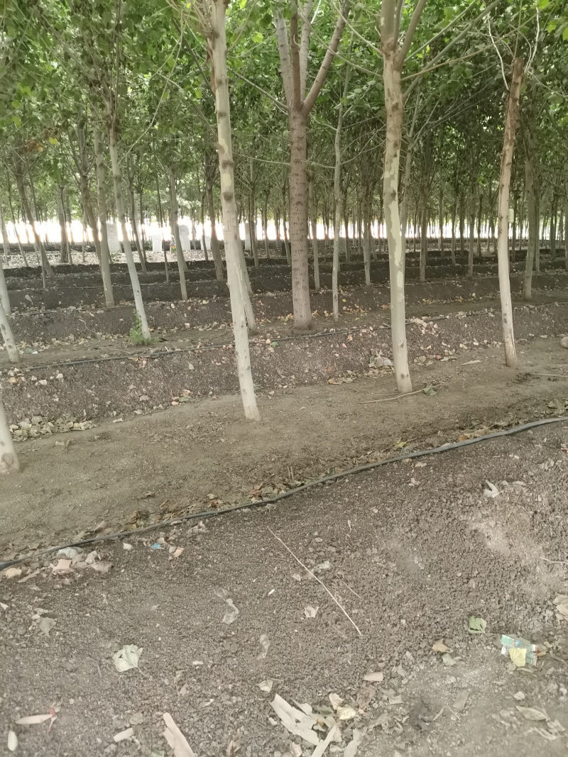 纯蚯蚓粪，营养土，花肥纯蚯蚓肥蚯蚓土花肥厂家
