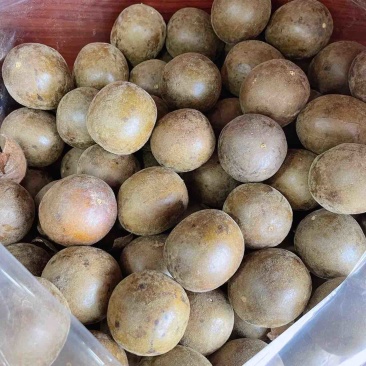 正宗罗汉果干果花茶广西桂林特产整箱批发果可搭配茶胖大海坚