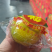 精品橘柚，现货在福州
