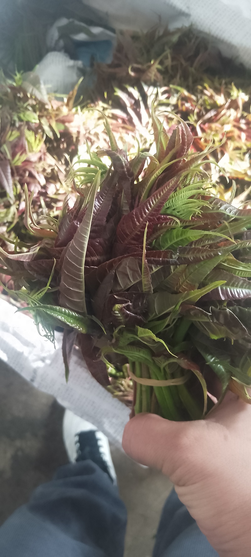 鲜香椿芽，走线上与线下。