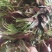 鲜香椿芽，走线上与线下。