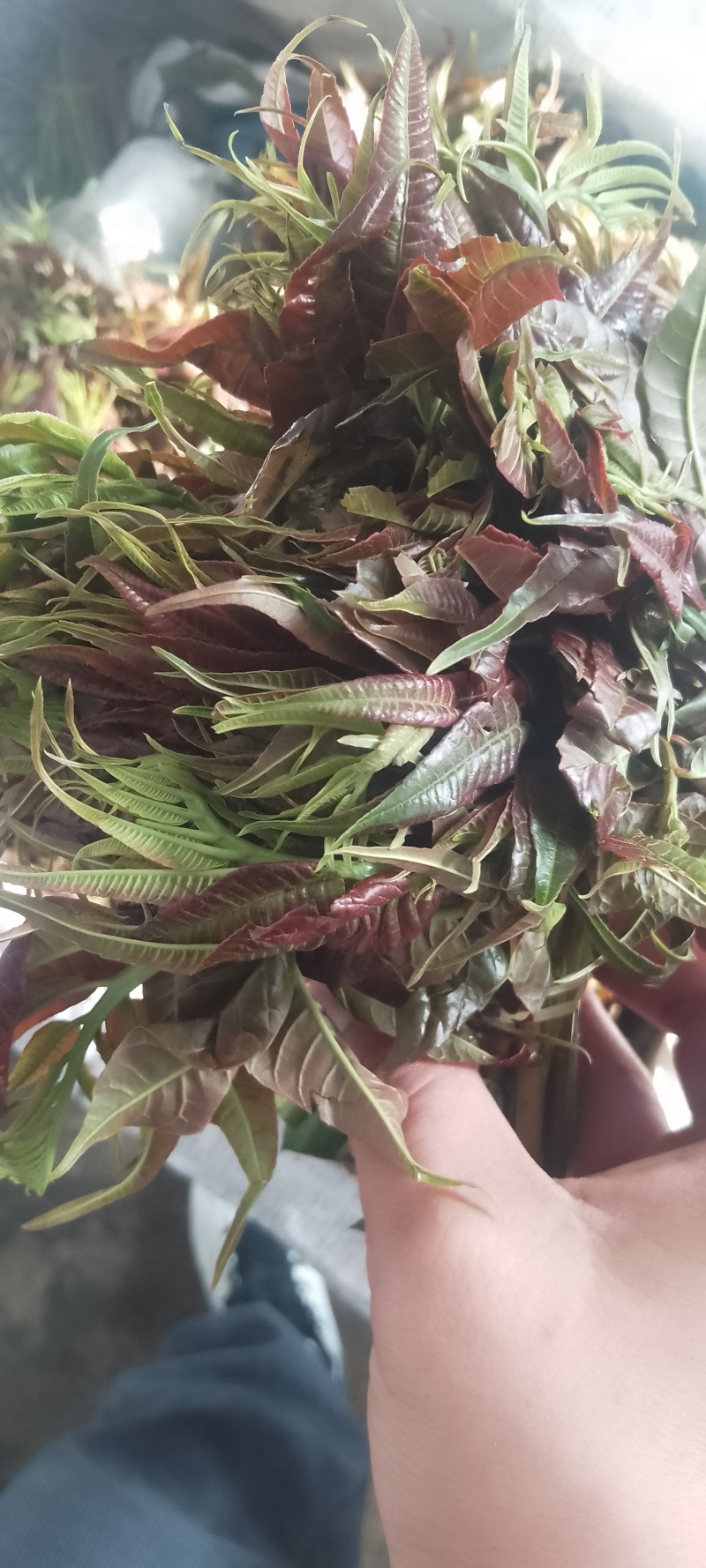鲜香椿芽，走线上与线下。