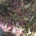 鲜香椿芽，走线上与线下。