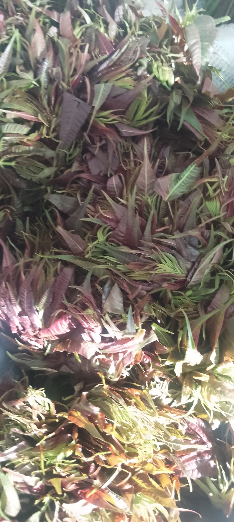 鲜香椿芽，走线上与线下。