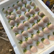 白草莓产地代办大量供货欢迎各位老板采购