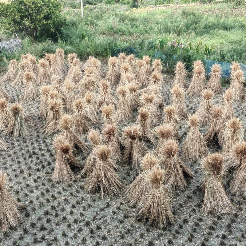 整棵稻草今年一季稻草牛羊马饲料和酒厂专用长度很长全干治沙