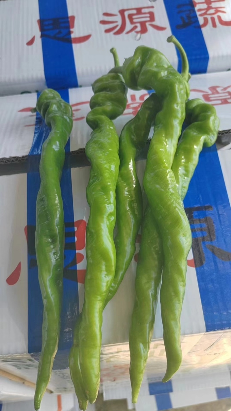 大凉山精品螺丝椒，质量杠杠的，有想法的赶紧下手。