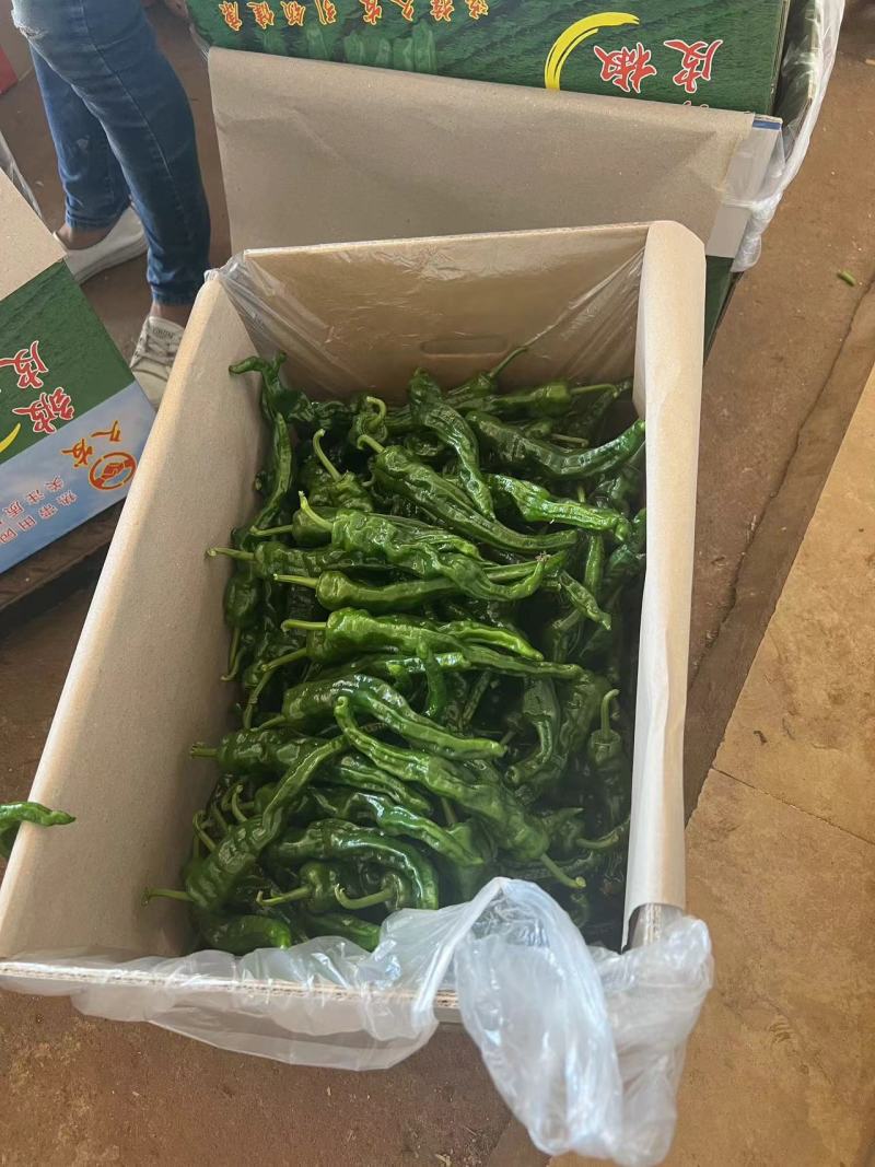 徐闻县精品小皱皮，鲜辣椒，全国代发，诚信经营