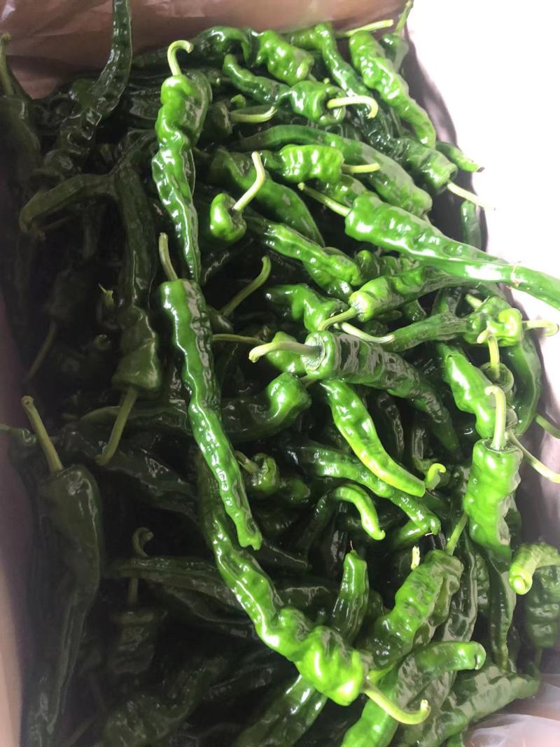 徐闻县精品小皱皮，鲜辣椒，全国代发，诚信经营