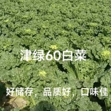 河北廊坊永清，种植户直销津绿60白菜及北京三号白菜