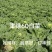 河北廊坊永清，种植户直销津绿60白菜及北京三号白菜