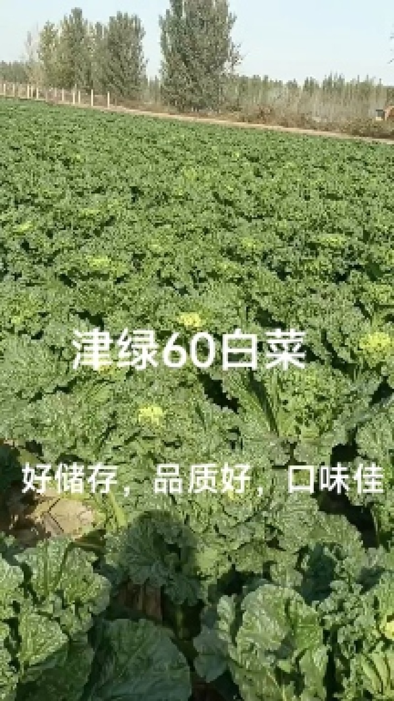 河北廊坊永清，种植户直销津绿60白菜及北京三号白菜