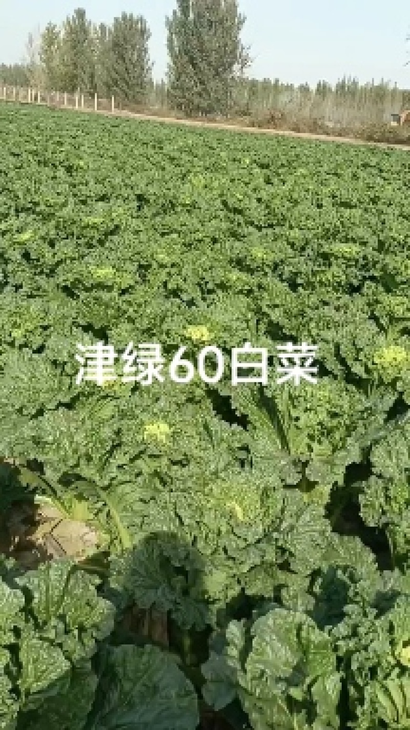 河北廊坊永清，种植户直销津绿60白菜及北京三号白菜