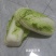 河北廊坊永清，种植户直销津绿60白菜及北京三号白菜
