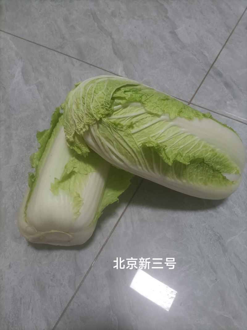 河北廊坊永清，种植户直销津绿60白菜及北京三号白菜