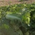 河北廊坊永清，种植户直销津绿60白菜及北京三号白菜