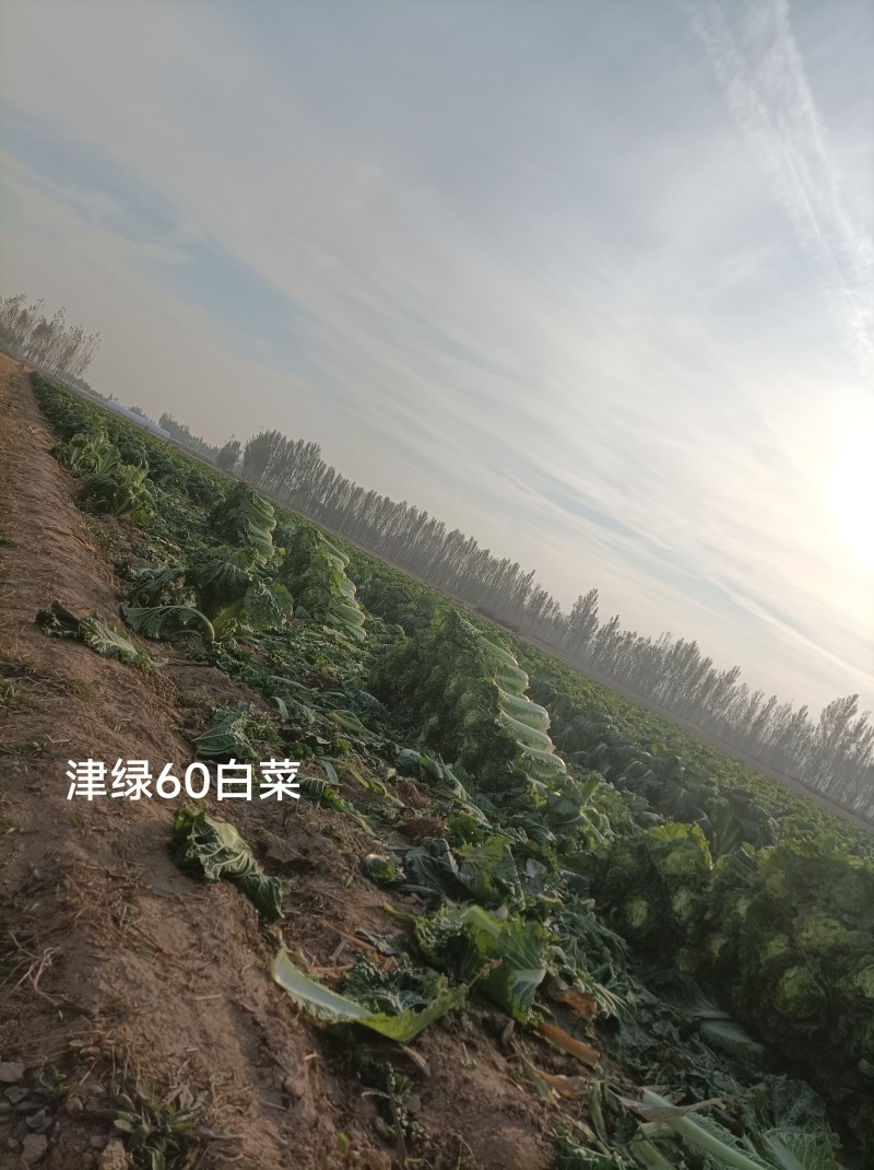 河北廊坊永清，种植户直销津绿60白菜及北京三号白菜