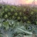 河北廊坊永清，种植户直销津绿60白菜及北京三号白菜
