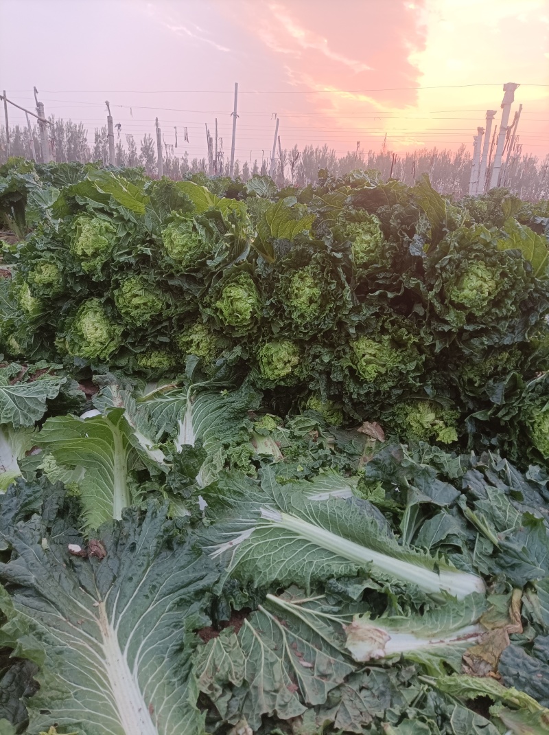 河北廊坊永清，种植户直销津绿60白菜及北京三号白菜