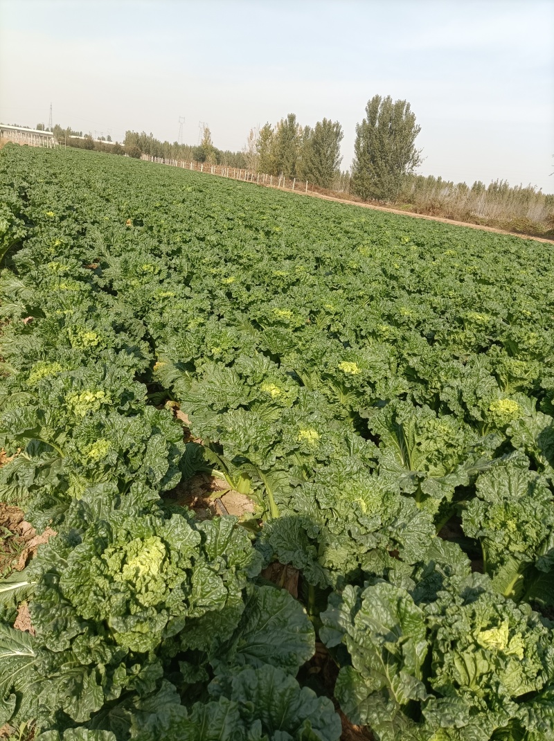 河北廊坊永清，种植户直销津绿60白菜及北京三号白菜