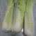 河北廊坊永清，种植户直销津绿60白菜及北京三号白菜