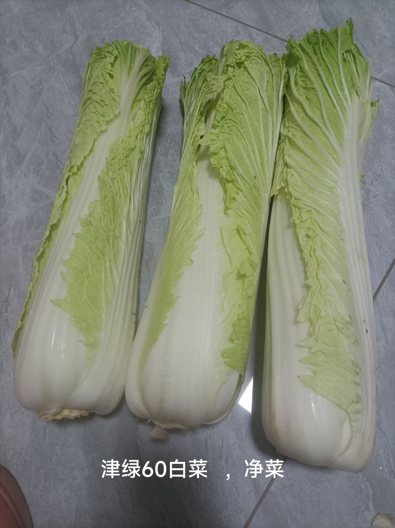 河北廊坊永清，种植户直销津绿60白菜及北京三号白菜
